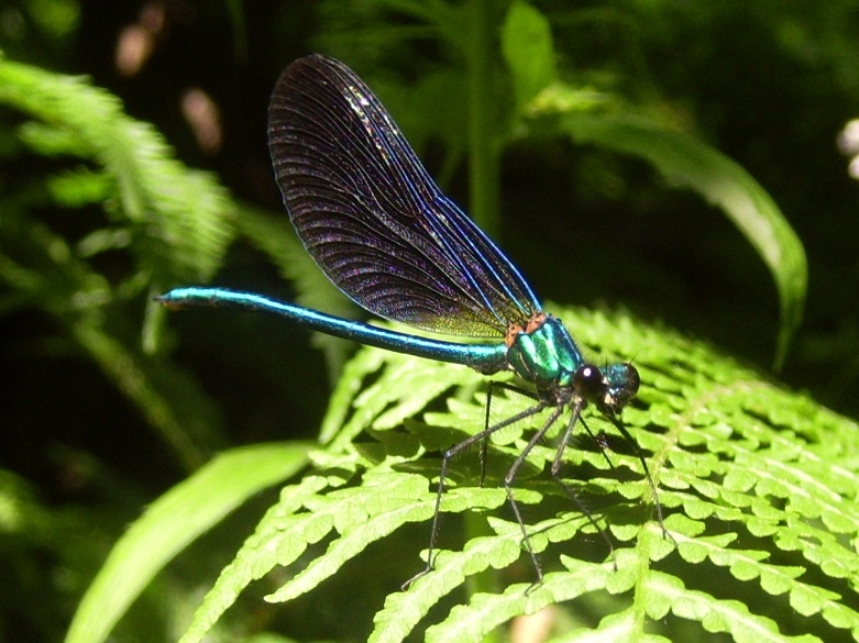 Calopteryx virgo?